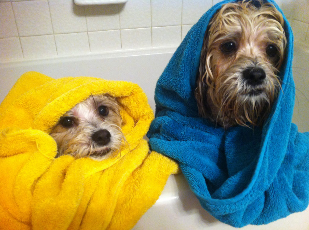 Welpenerziehung Die ersten Nächte mit einem Welpen