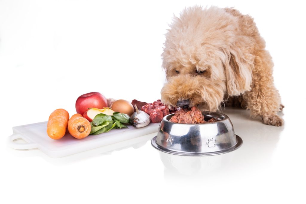 Healthy dog feeding on barf raw meat diet on white background